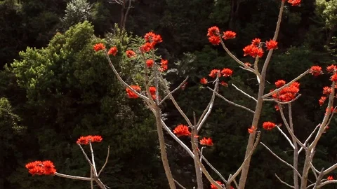 Spring flowers bloom in the Himalayas 스톡 동영상 102517097