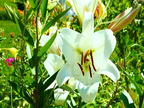 Spring flowers in bloom, mansion courtyard with lilies and wild flowers Stock Footage 79218643