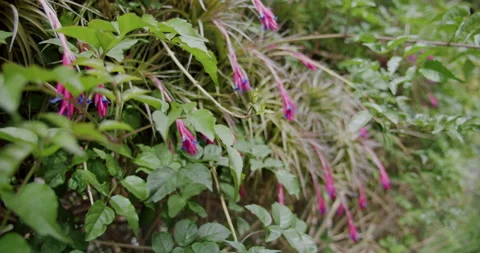 Spring flowers in bloom, Masca Gorge, Tenerife, Canary Islands, Spain. Close-up 스톡 동영상 195714080