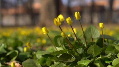 Spring flowers bloom in the Park. Stock Footage 127923099