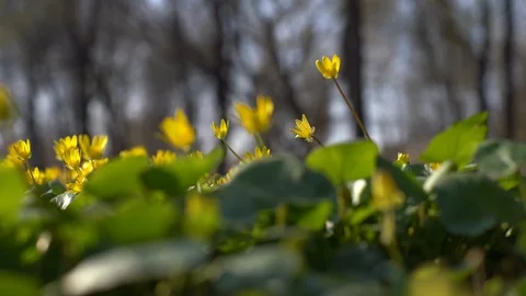 Spring flowers bloom in the Park. Stock Footage 127923141