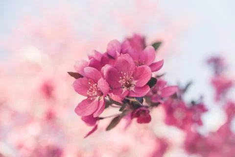 Spring flowers in bloom. Stock Photos