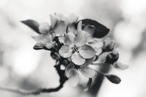 Spring flowers in bloom. Stock Photos