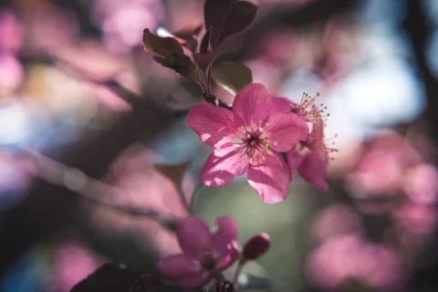 Spring flowers in bloom. Stock Photos
