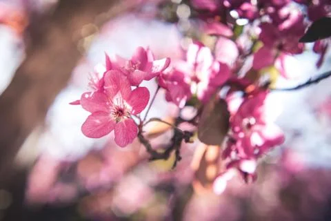 Spring flowers in bloom. Stock Photos
