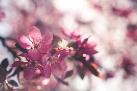 Spring flowers in bloom. Stock Photos