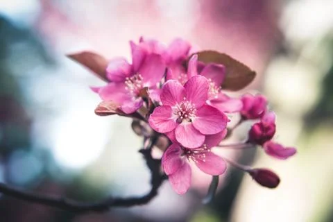 Spring flowers in bloom. Stock Photos