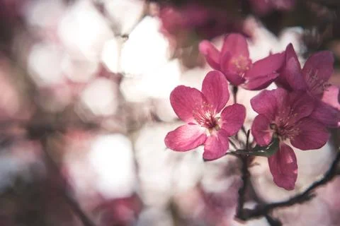 Spring flowers in bloom. Stock Photos