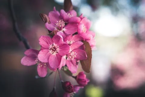 Spring flowers in bloom. Foto stock