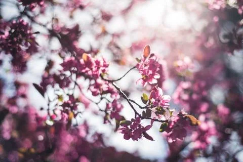 Spring flowers in bloom. Foto stock