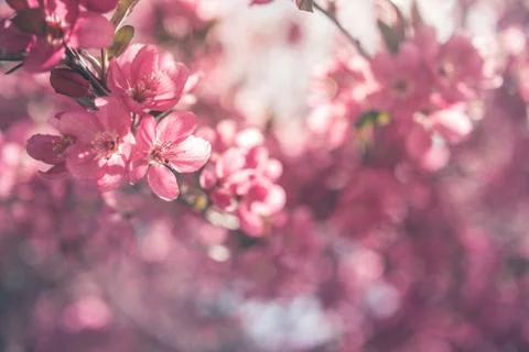 Spring flowers in bloom. Stock Photos