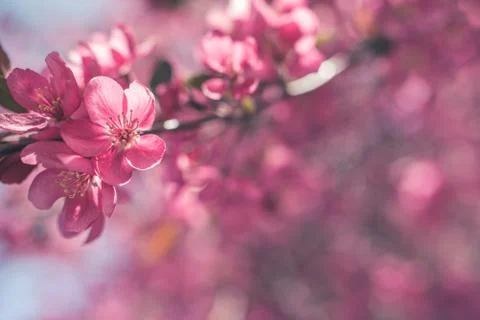 Spring flowers in bloom. Stock Photos