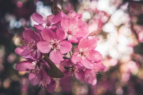 Spring flowers in bloom. Foto stock