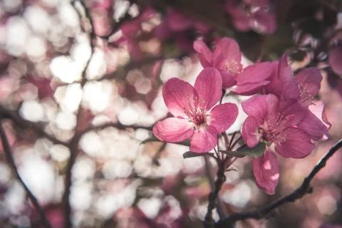 Spring flowers in bloom. Stock Photos