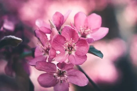 Spring flowers in bloom. Stock Photos