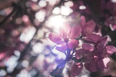 Spring flowers in bloom. Stock Photos