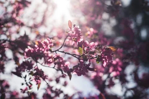 Spring flowers in bloom. Stock Photos