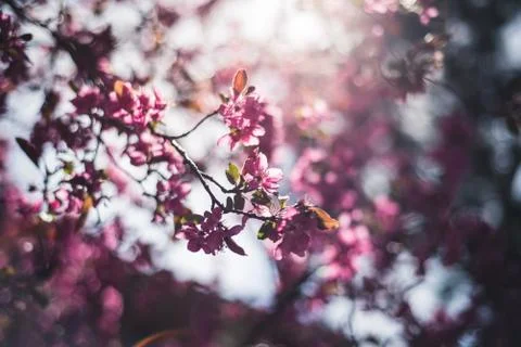 Spring flowers in bloom. Stock Photos