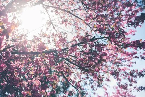 Spring flowers in bloom. Stock Photos