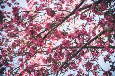 Spring flowers in bloom. Stock Photos