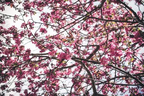 Spring flowers in bloom. Foto stock