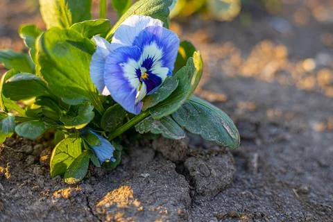Spring flowers bloom in spring with beautiful flowers. Stock Photos