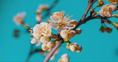 Spring flowers bloom. Timelapse shot of blossoming flowers against Vídeos de archivo 161868898