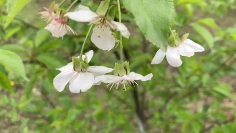 Spring flowers bloomed in the garden Видео 274091455