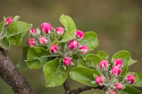 Spring flowers. Blooming apple tree in spring. Natural flower background. Stock Photos