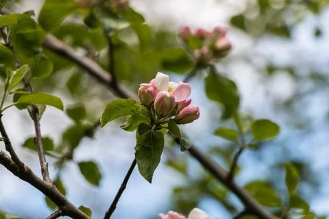 Spring flowers. Blooming apple tree in spring. Natural flower background. Stock Photos