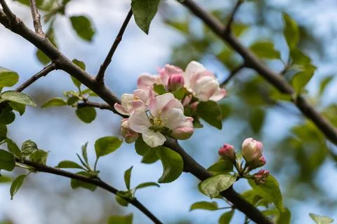 Spring flowers. Blooming apple tree in spring. Natural flower background. Stock Photos
