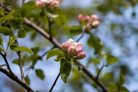 Spring flowers. Blooming apple tree in spring. Natural flower background. Stock Photos