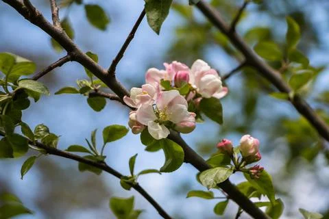 Spring flowers. Blooming apple tree in spring. Natural flower background. Stock-Fotos