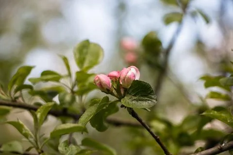 Spring flowers. Blooming apple tree in spring. Natural flower background. Stock Photos