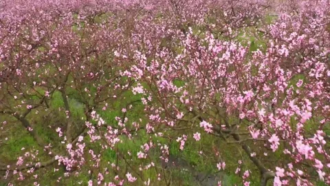 Spring Flowers Blooming with Bees Gathering Nectar 4K Stock-Footage 346472199