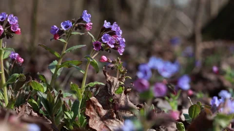 Spring flowers blooming in bright forest with cinematic bokeh 스톡 동영상 332691316