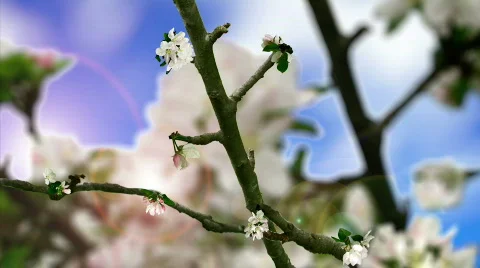 Spring flowers blooming Stock Footage 841733