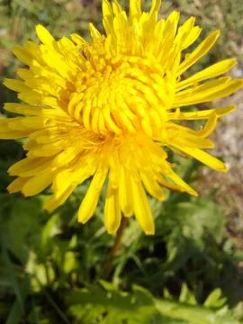 Spring flowers blooming Foto stock