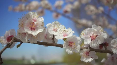 Spring flowers blooming. Slow motion Stock-Footage 61360254
