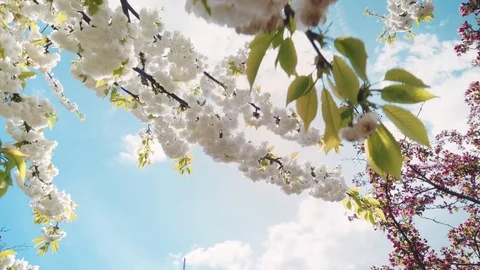Spring flowers blooming in springtime with blue sky ,sun and clouds Vídeos de archivo 78634294