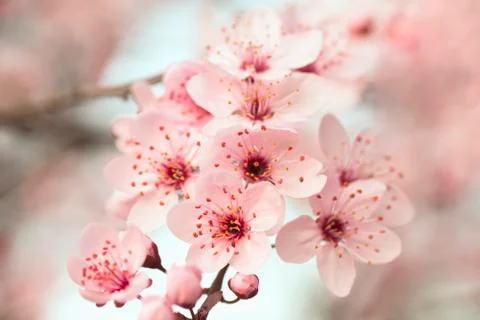 Spring flowers on blooming tree Stock Photos