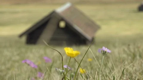 Spring  Flowers blown in the wind in front of the house Stock Footage 74659354