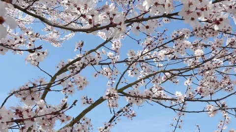 Spring flowers with blue background 스톡 동영상 74918597