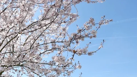 Spring flowers with blue background 스톡 동영상 74918783