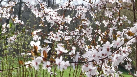 Spring flowers with blue background 스톡 동영상 74918784