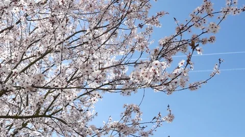 Spring flowers with blue background 스톡 동영상 74918823