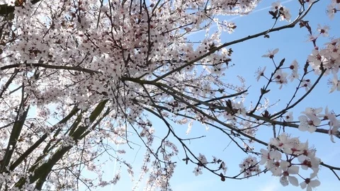 Spring flowers with blue background 스톡 동영상 74918829