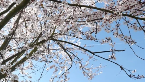 Spring flowers with blue background 스톡 동영상 74918848