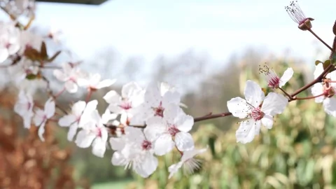 Spring flowers with blue background 스톡 동영상 74918898