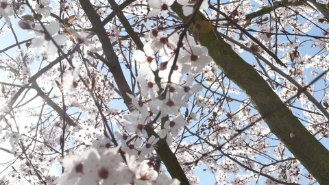 Spring flowers with blue background Stock Footage 74918902